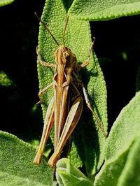 Close-up of insect on plant