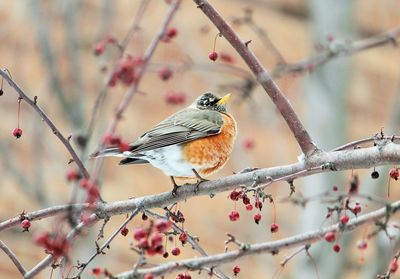 Close-up of bird perching on branch