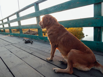 Dog looking away while sitting on railing