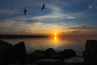 Silhouette birds flying over sea shore against sky during sunset