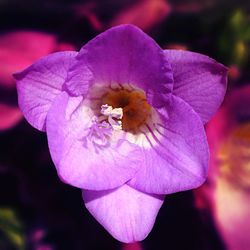 Close-up of purple flower