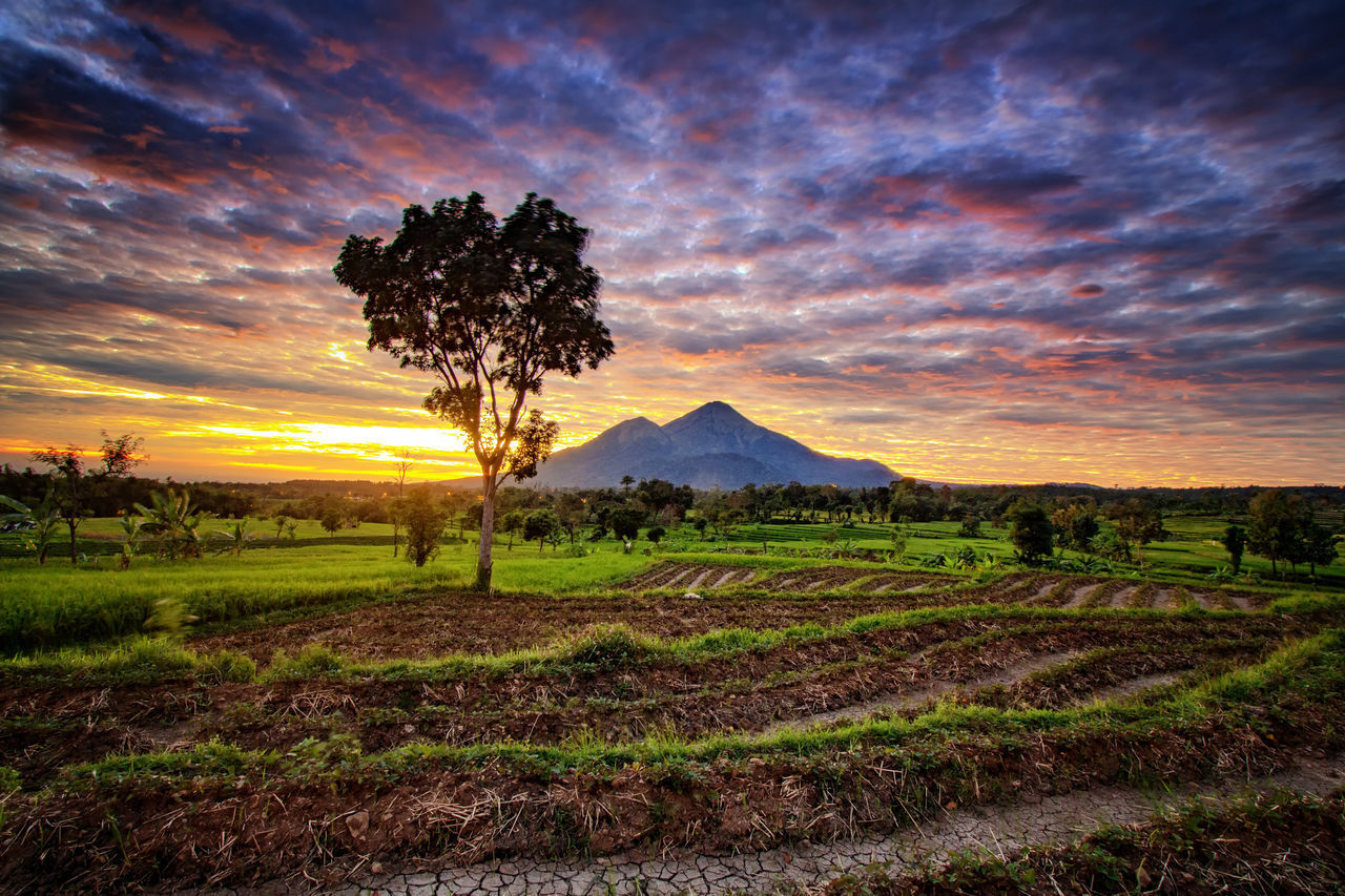 SCENIC VIEW OF FIELD AGAINST SKY AT SUNSET