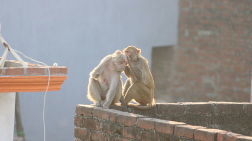 Monkey sitting on retaining wall