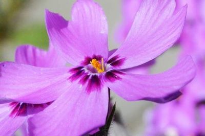 Close-up of pink flower blooming