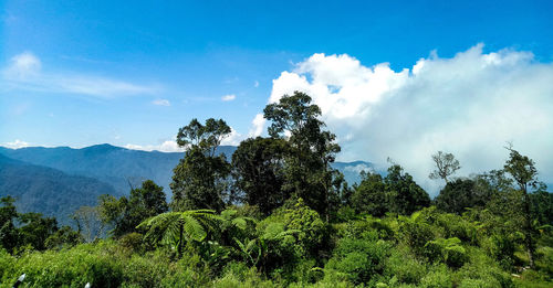 Plants growing on land against sky