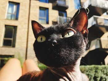 Close-up portrait of a cat