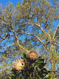 Low angle view of magnolia tree against blue sky