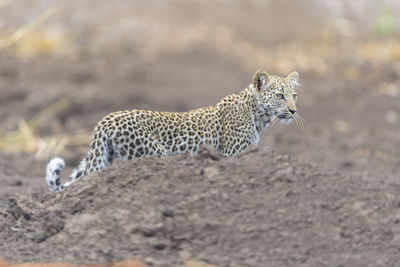 Side view of a cat looking away