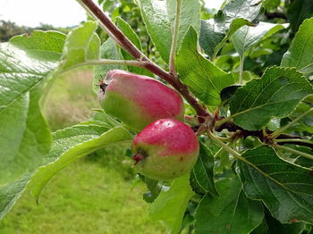 Close-up of fruits on tree