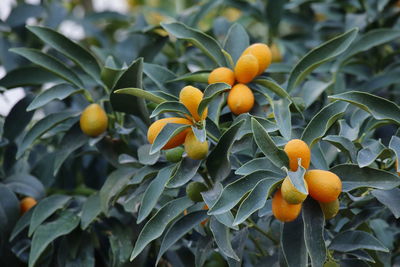 Close-up of oranges on tree