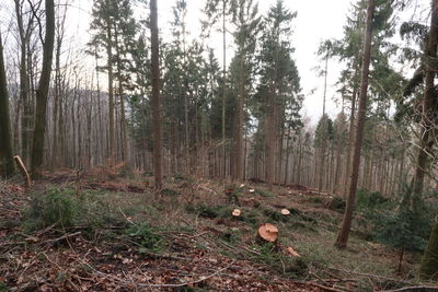 Trees in forest