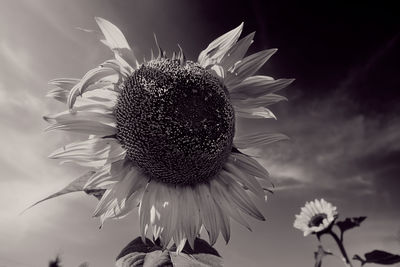 Close-up of wilted sunflower against sky