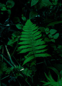 Close-up of green leaves