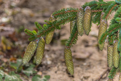 Close-up of plant growing on field