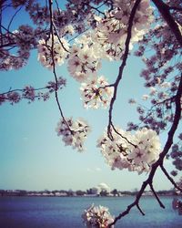 Cherry blossoms in spring