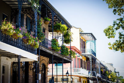 Potted plants in balcony of building at french quarter