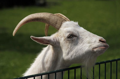 Feeding a goat in a petting zoo