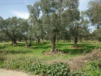 View of trees in field