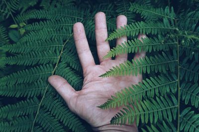 Cropped hand of man against plants