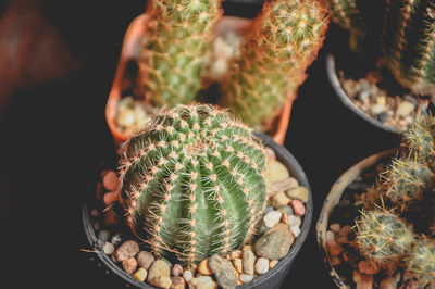 Close-up of succulent plant