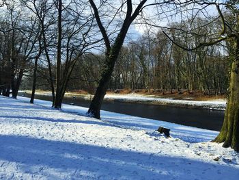 Bare trees on snow covered field