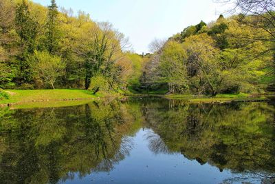 Scenic view of lake in forest against sky
