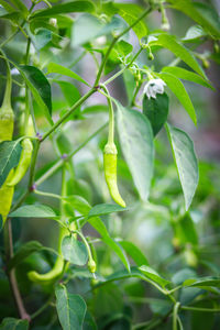 Close-up of green chili peppers plant