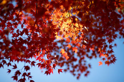 Low angle view of maple tree against sky