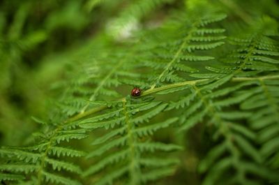 Close-up of ladybug on leaf