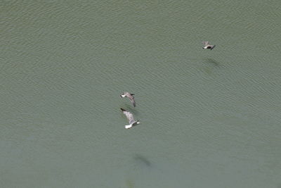 High angle view of seagulls on beach