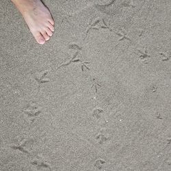 Low section of person at beach