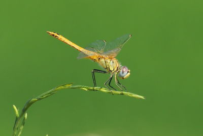 Close-up of insect