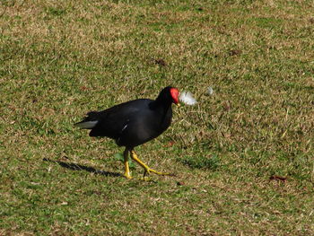 High angle view of bird on field