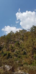 Low angle view of trees on mountain against sky