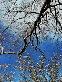Low angle view of tree against sky