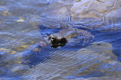 High angle view of turtle in sea