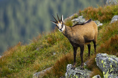 Deer standing on rock