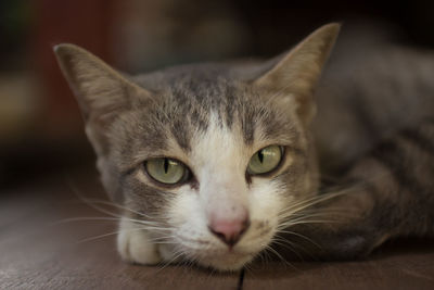 Close-up portrait of a cat