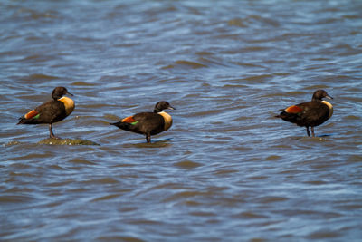 Ducks in a lake