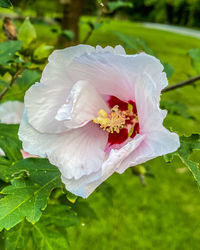 Close-up of white rose flower