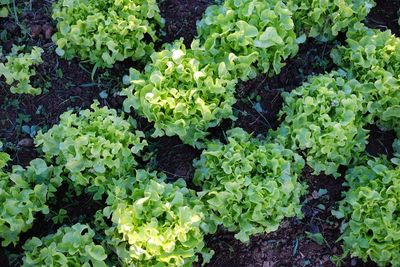 High angle view of plants