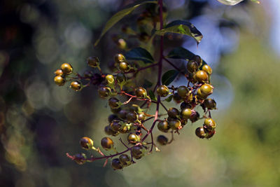 Close-up of berries growing on tree