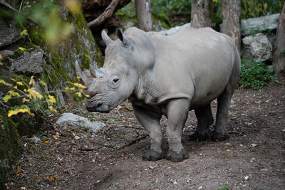 Horse standing on rock
