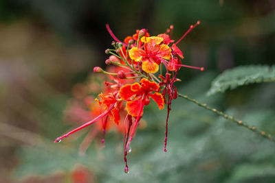 Close-up of red flowering plant