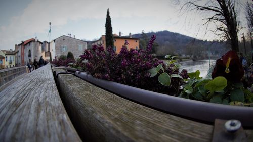 Potted plants by building in city against sky