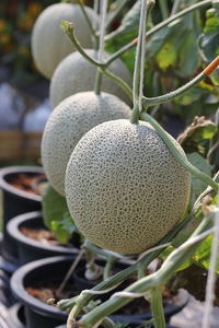 Close-up of fruit growing on plant