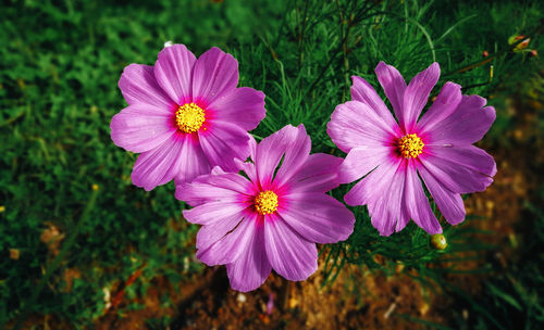 Close-up of flowers blooming outdoors
