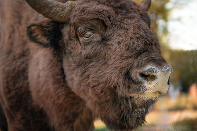 Bison zimbru feeding