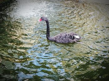 High angle view of swan swimming in lake