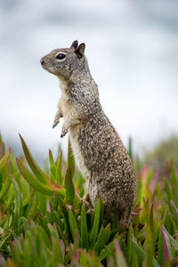 Close-up of squirrel